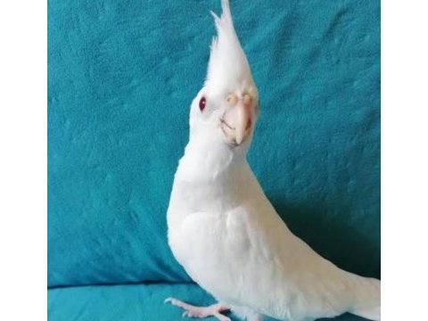 Ev ortamında büyümüş albino sultan papağanı