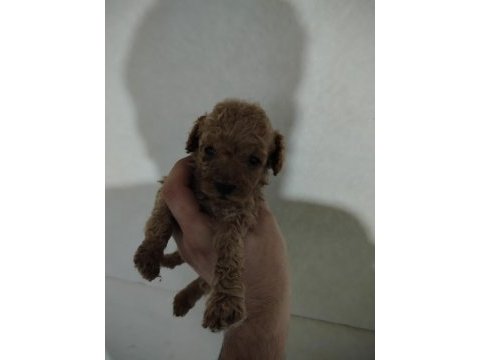 Toy poodle köpeğimiz ankara