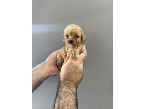 Kızıl kahve maltipoo güzel yüzlü yavrular