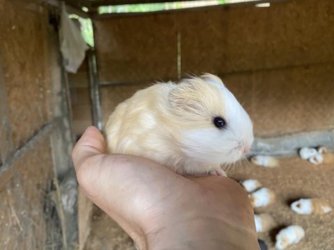 Sevimli krem dişi sheltie yavru guinea pig