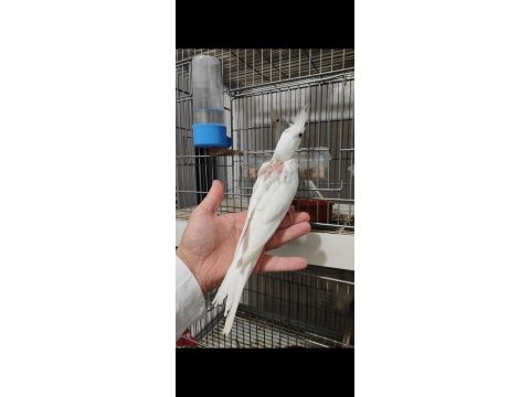 Albino yavru sultan papağanı