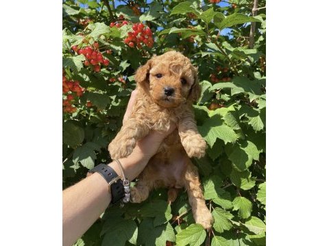 Safkan toy poodle bebekler