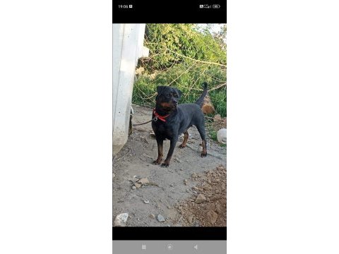 Dişi rottweiler köpeği