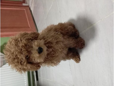 5 aylık red brown toy poodle