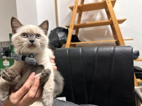 British shorthair blue points erkek yavrumuz