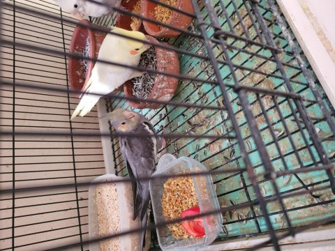 Grey yavru sultan papağanı
