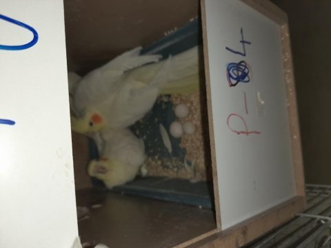 3. kuluçkada yumurtali lutino takım sultan papağanı