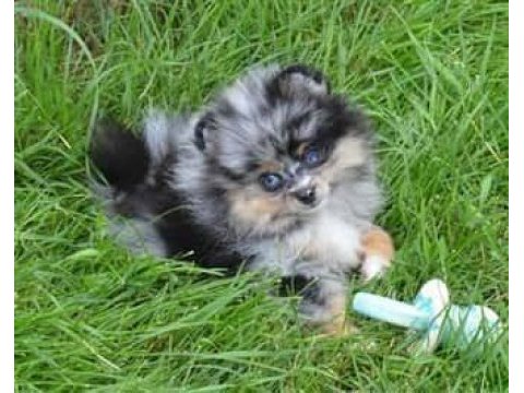 Pomeranian boo merle mavi gözlü en uygun