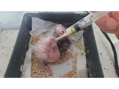 El besleme albıno kırmızı göz sultan papağanı bebekler