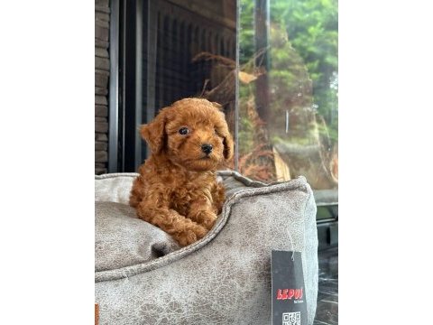 Üst kalite toy poodle yavruları 