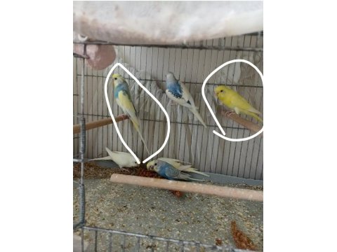 Evde beslenen 2 çift renk güzeli muhabbet kuşu