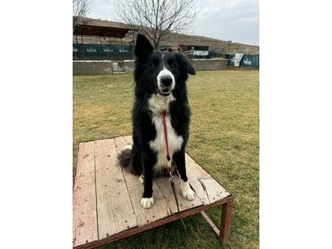 Eğitimli erkek border collie yavrusu