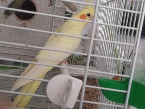 Dişi sarı lutino sultan papağanı