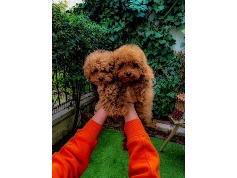 Show kalite red brown toy poodle yavrular