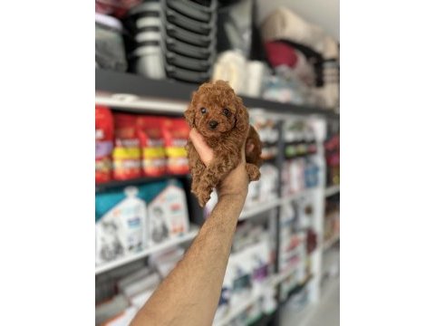 Kore erkek red brown toy poodle yavrumuz