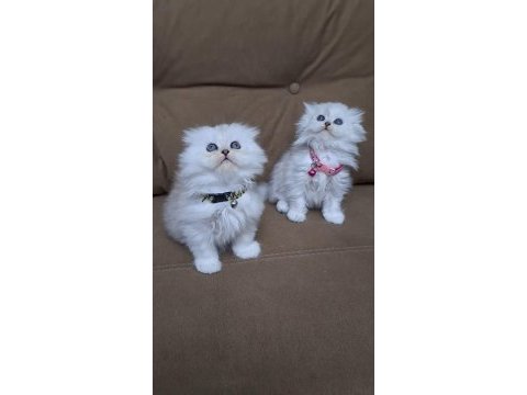 Scottish fold longhair a kalite kusur anatomi