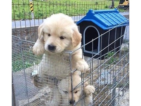 Nazik mizaçlı golden retriever yavruları