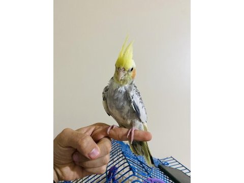 11 aylık yavru pied sultan papağanı