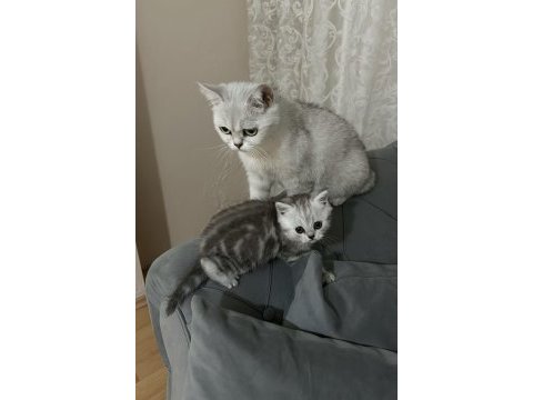 Annesi ve yavrusu ile sahiplendirilecek kediler