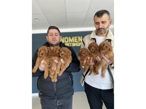 Renk renk toy podle maltipo morki pekinz yavruları ank