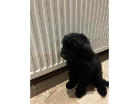 Toy poodle iki aylık