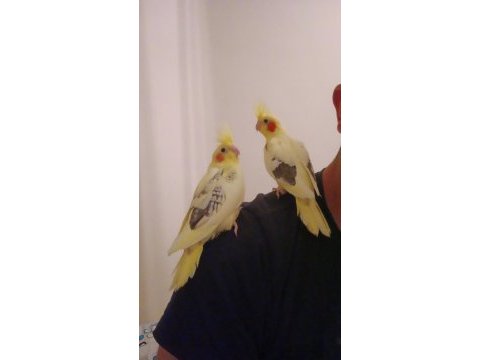 31-35 günlük evcil sultan papağanı yavrusu