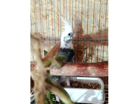 Yavru white face sultan papağanı
