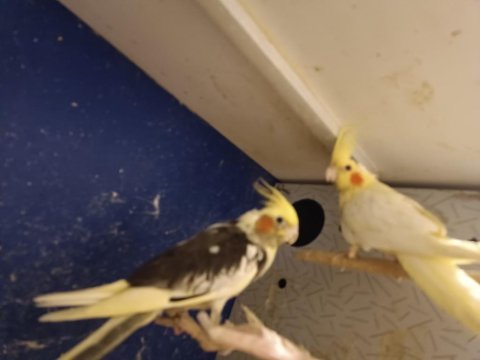 Yeme yeni düşmüş 45 günlük sultan papağanı yavrular
