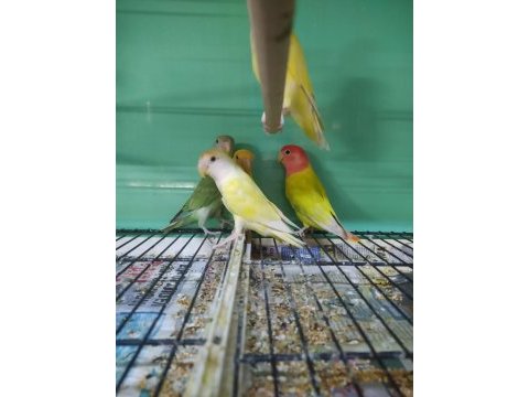 Mutasyon sevda papağanlar