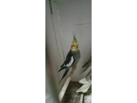 Damızlık sultan papağanı kuşlar