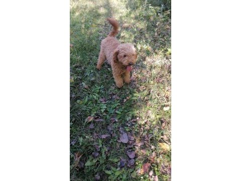 14 aylık poodle tüy yumağı oğlumuz şatışta