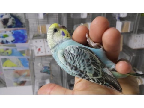 Rengarenk alıştırmalık muhabbet kuşu yavrular 33 günlük