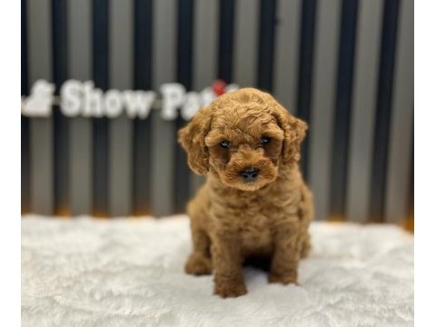 Toy poodle red brown a kalite