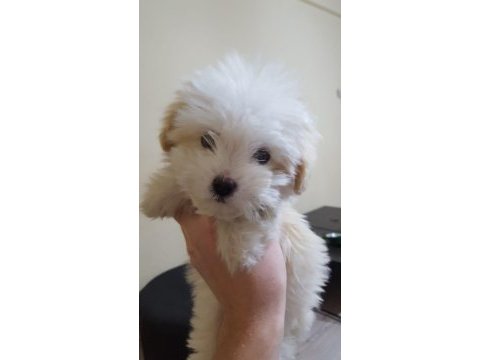 A kalite maltipoo yavruları