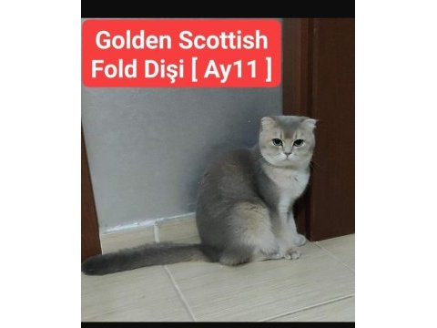 Golden british ve golden scottish fold kediler