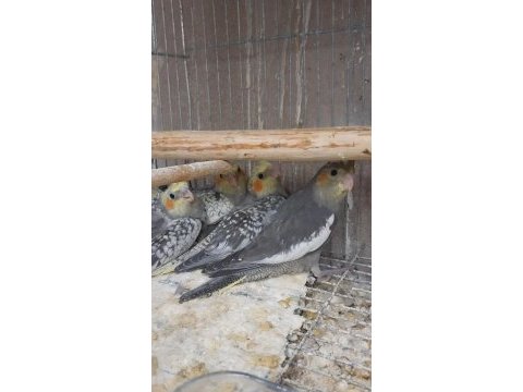 1 takım ve yavru sultan papağanlar
