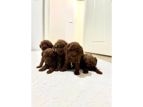 Red dark kore toy poodle yavrularım