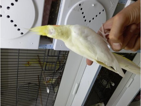 Yavru yetişkin ele alışkın sultan papağanları