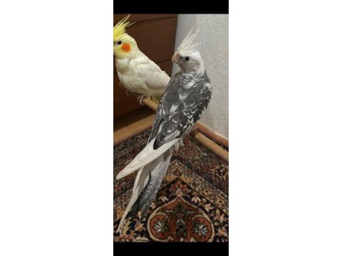 Ele alışık konuşan erkek sultan papağanı