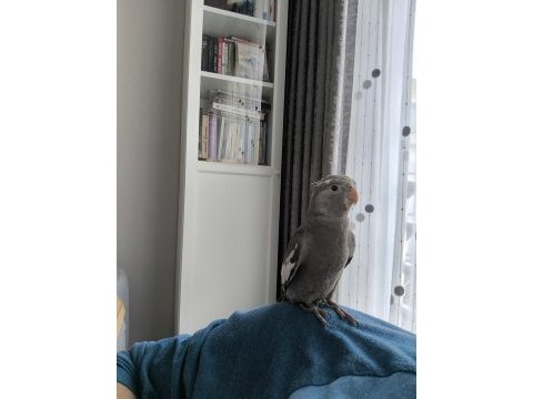 Wifi sultan papağanı