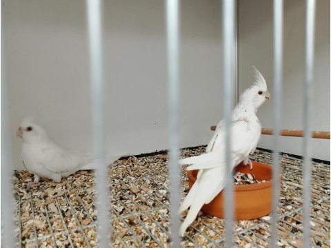 Yerli üretim yavru sultan papağanları