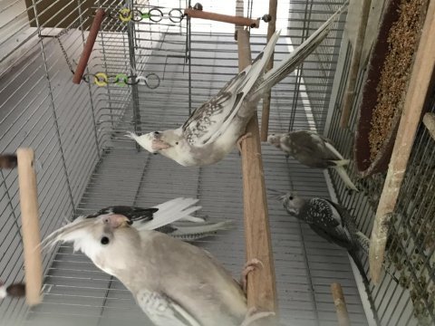 Yeme düşmüş 70-80 günlük sultan papağanı yavrular