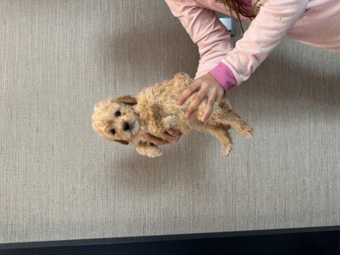 Başlangıç tuvalet eğitimli toy poodle yavru