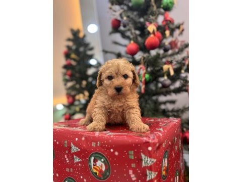 Kıvırcık maltipoo bebeğim