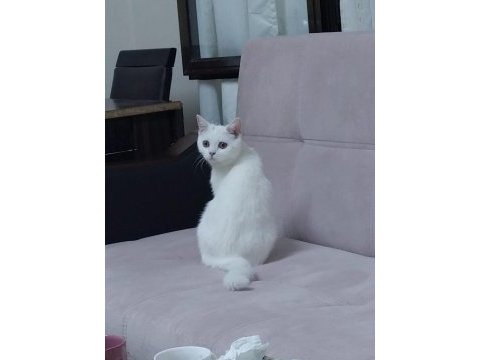 Beyaz anne kedim