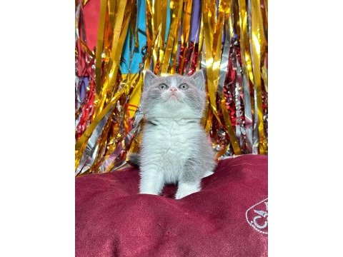 British shorthair white/bicolur