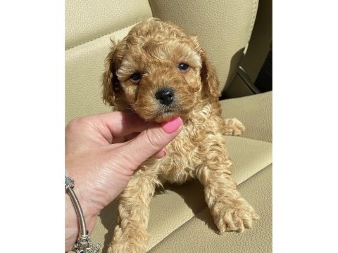 Safkan toy poodle bebekler