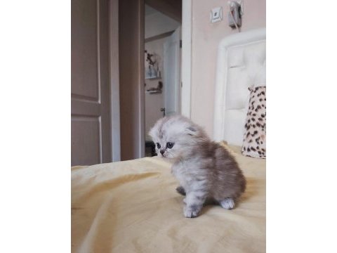 British ve scottish silver tabby yavru