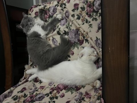British longhair cins kedimiz 10 aylık