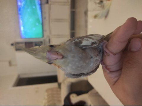 35 günlük yavru sultan papağanı yavrusu
